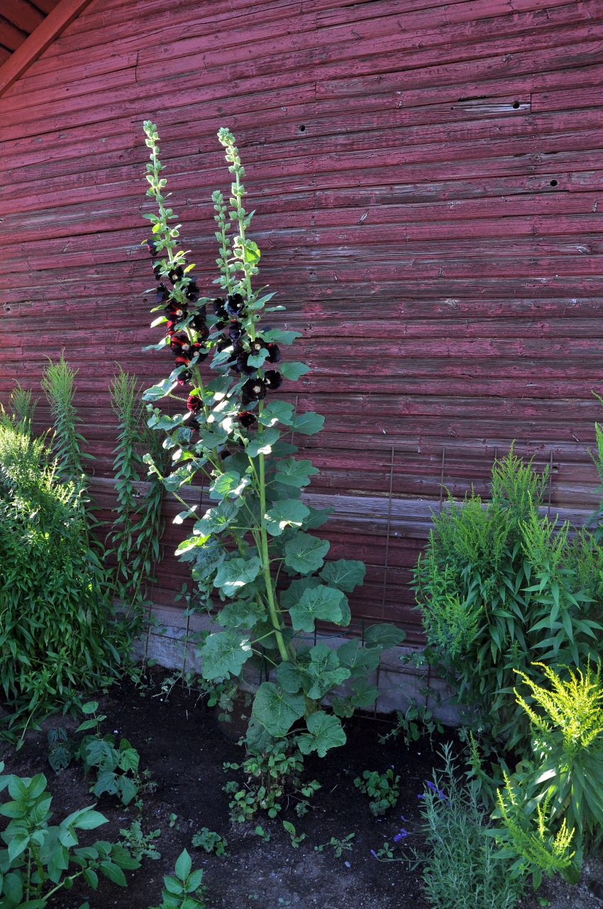 20100803-0108